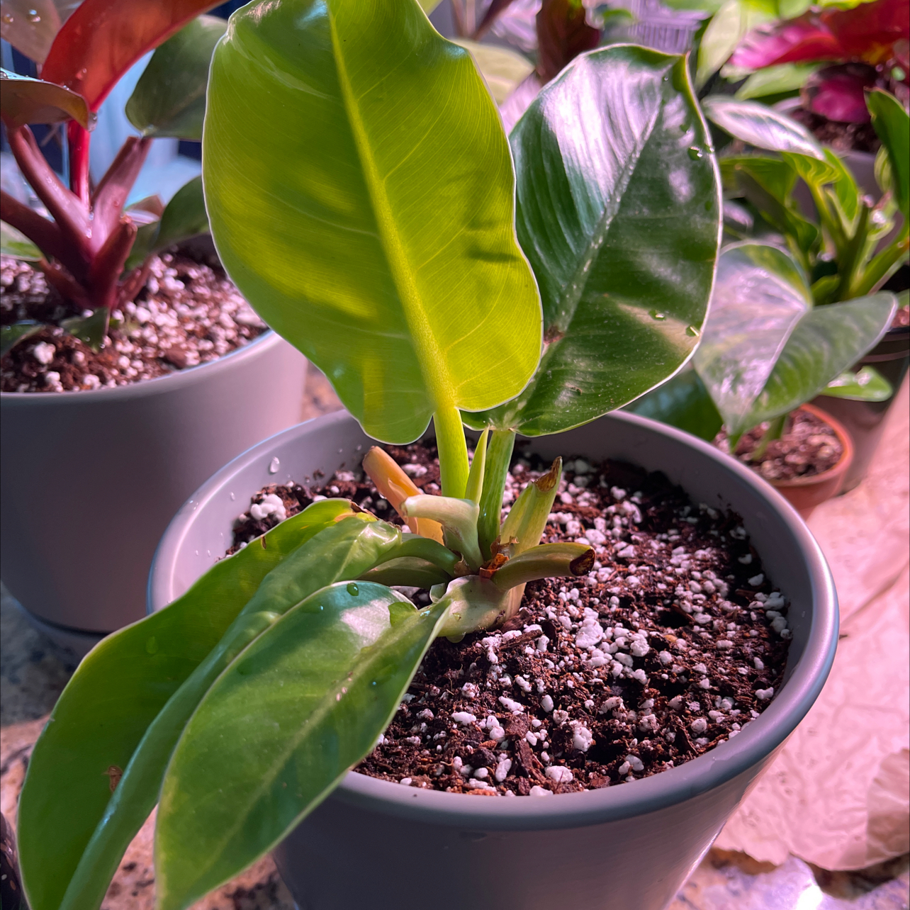 Philodendron Lemon Lime plant in a pot with visible soil and vibrant green leaves.