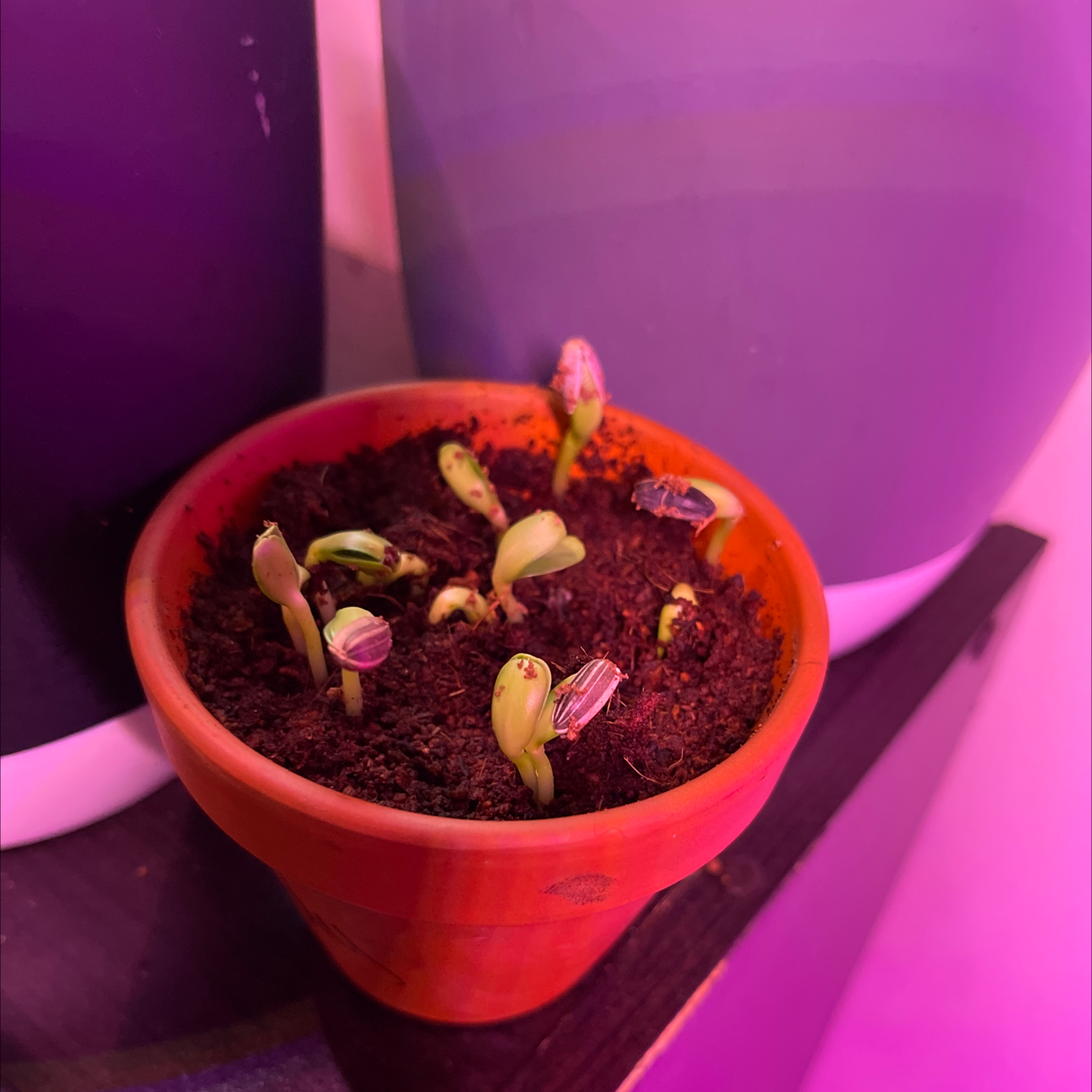 A healthy young sunflower seedling growing in a red pot, with seed leaves and first true leaves visible in moist soil.