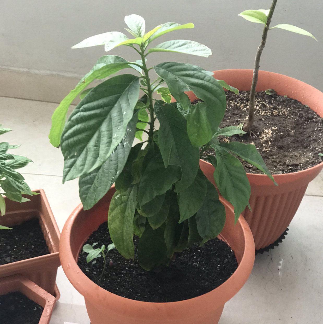 Avocado plant photo by @isabellabg2507 named avocado on Greg, the plant care app.