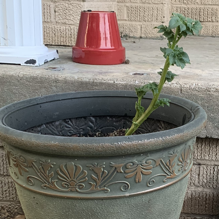 Potted potato plant with some leaf discoloration and a single stem.