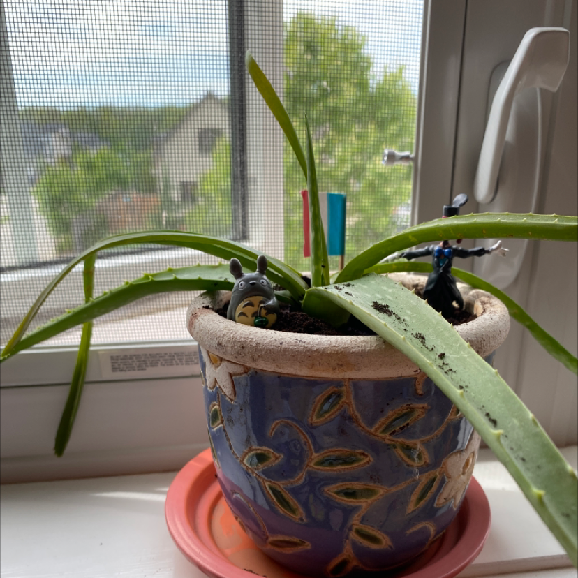 Aloe vera plant photo by @Mayape named Delores on Greg, the plant care app.