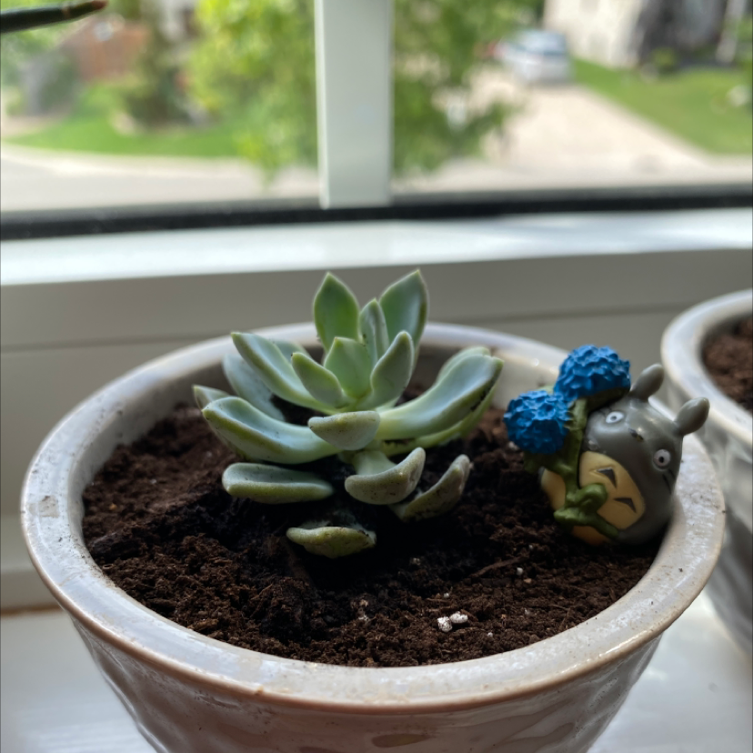 Photo of the plant species Echeveria 'Orion' by @Mayape named Gobi on Greg, the plant care app