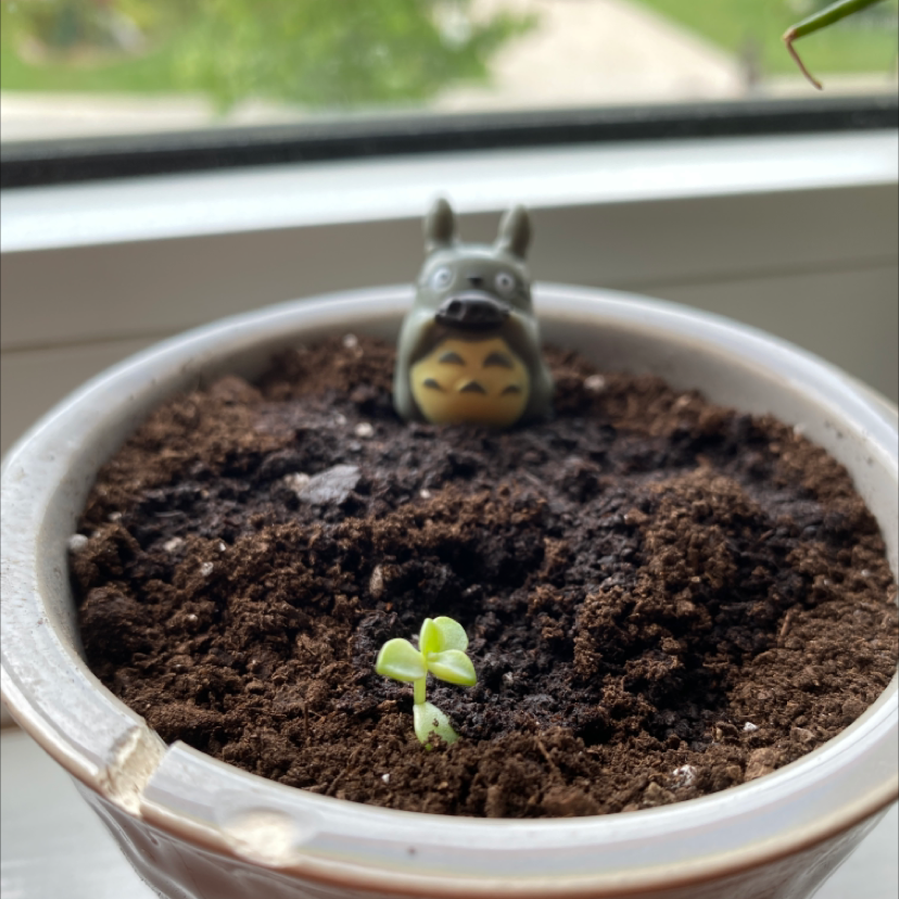 Photo of the plant species Echeveria 'Orion' by @Mayape named Little Guy on Greg, the plant care app