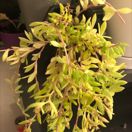 Photo of the plant species Sedum Sarmentosum by Ellenaun named Tupot amaroot on Greg, the plant care app