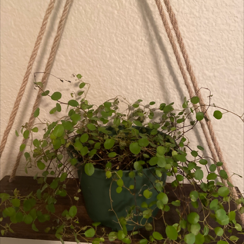 Sprawling Wirevine plant in a hanging pot with green leaves.