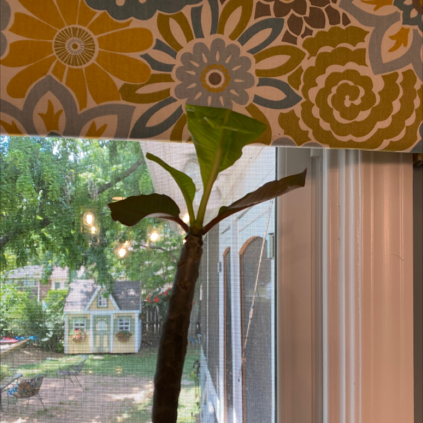 Singapore Graveyard Flower plant indoors near a window with a backyard view.