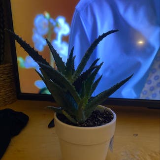 Aloe 'Bright Star' plant in Alpharetta, Georgia