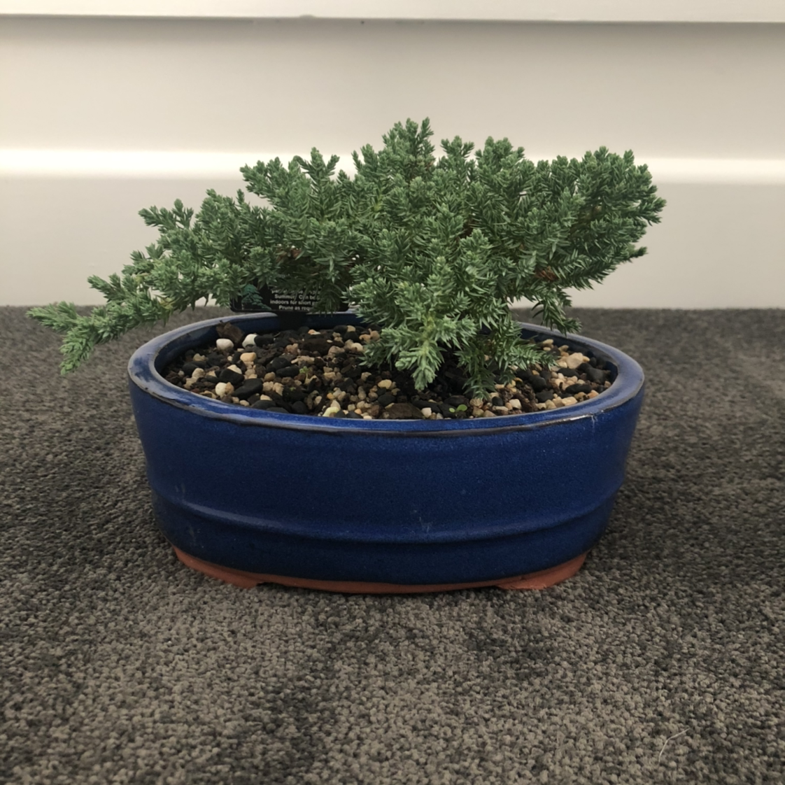 Blue Star Juniper in a blue pot with visible soil and healthy green foliage.