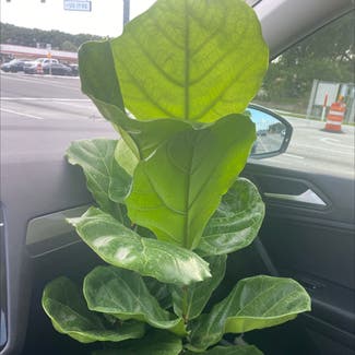 Fiddle Leaf Fig plant in Sanford, Florida