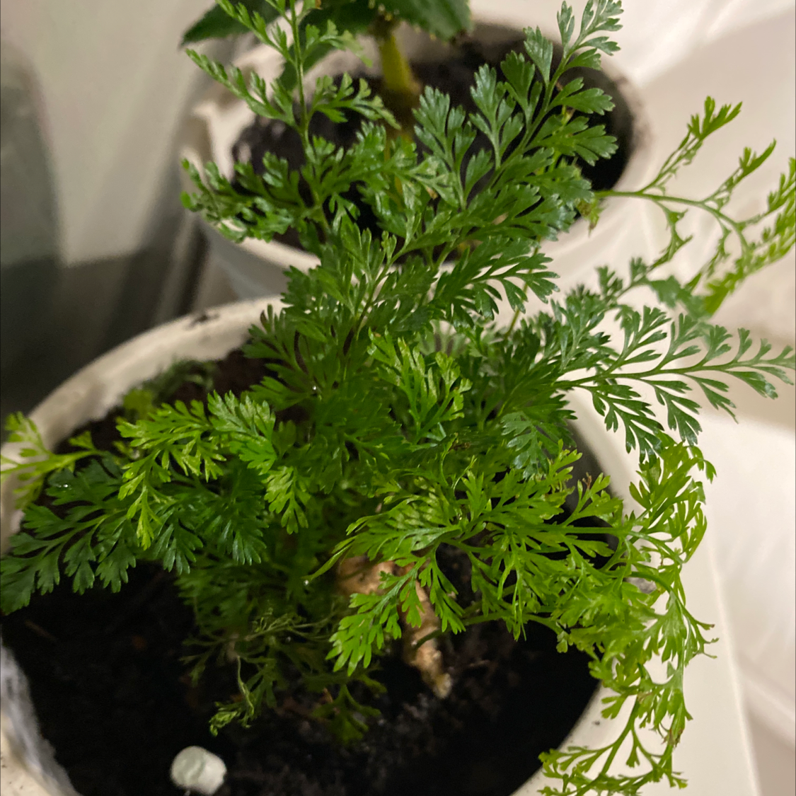 Photo of the plant species Rabbit's Foot Fern by Gus named Plato on Greg, the plant care app