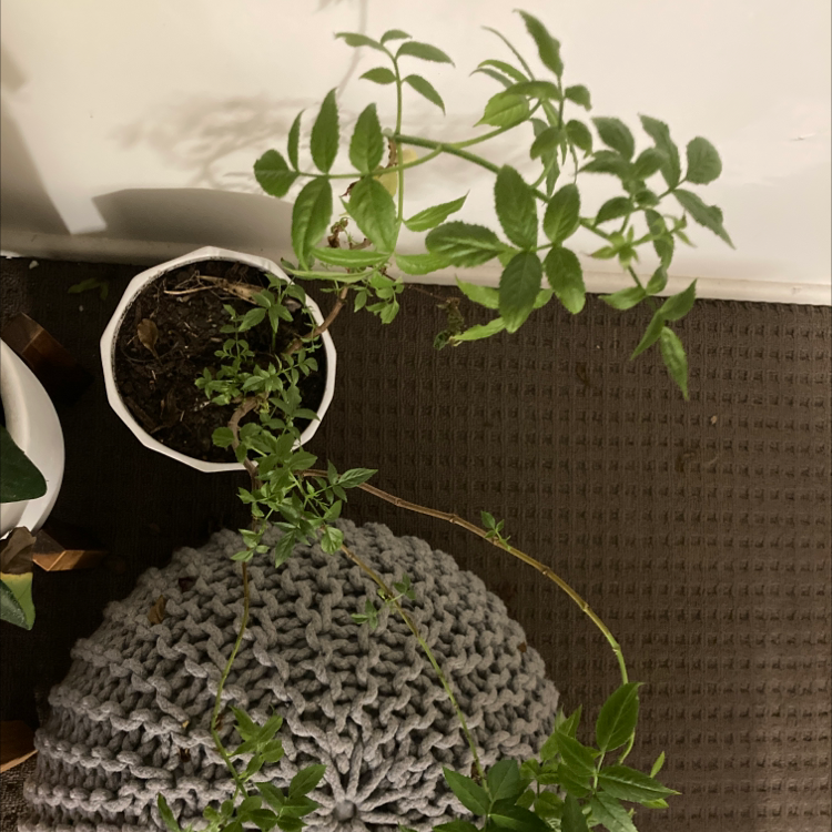 Potted Black Elderberry plant with green leaves, visible soil, and no signs of disease.