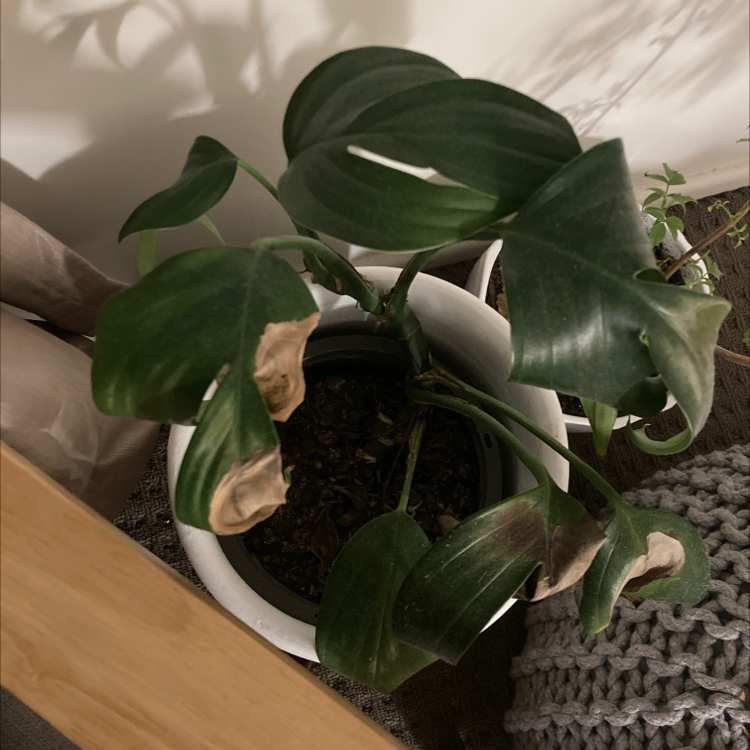 Dragon Tail Plant with browning leaves, potted indoors.