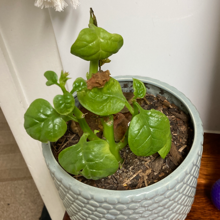 Potted Malabar Spinach plant with thick, glossy green leaves and some browning.