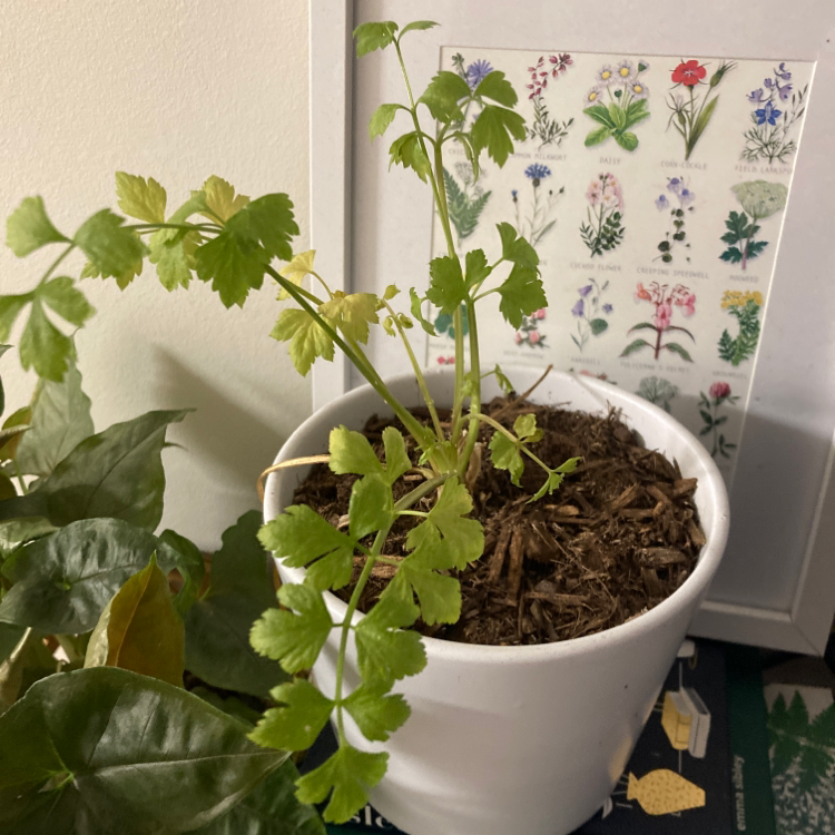 Photo of the plant species Sea Celery by Ainya named Harry on Greg, the plant care app