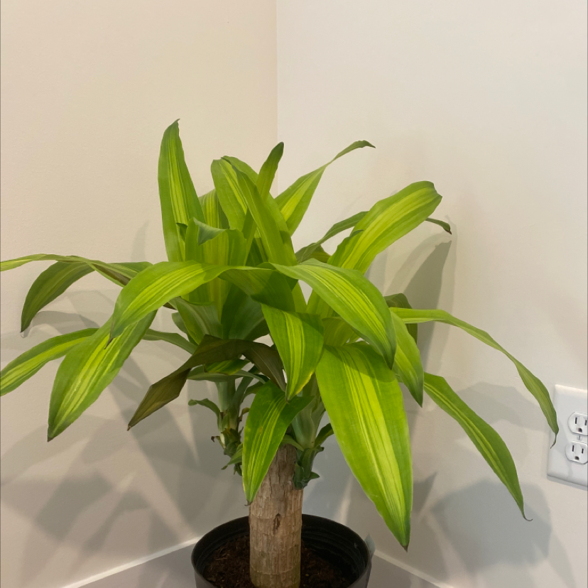 A healthy potted Cornstalk Dracaena with lush, bright green leaves growing from a central stem in a black container.