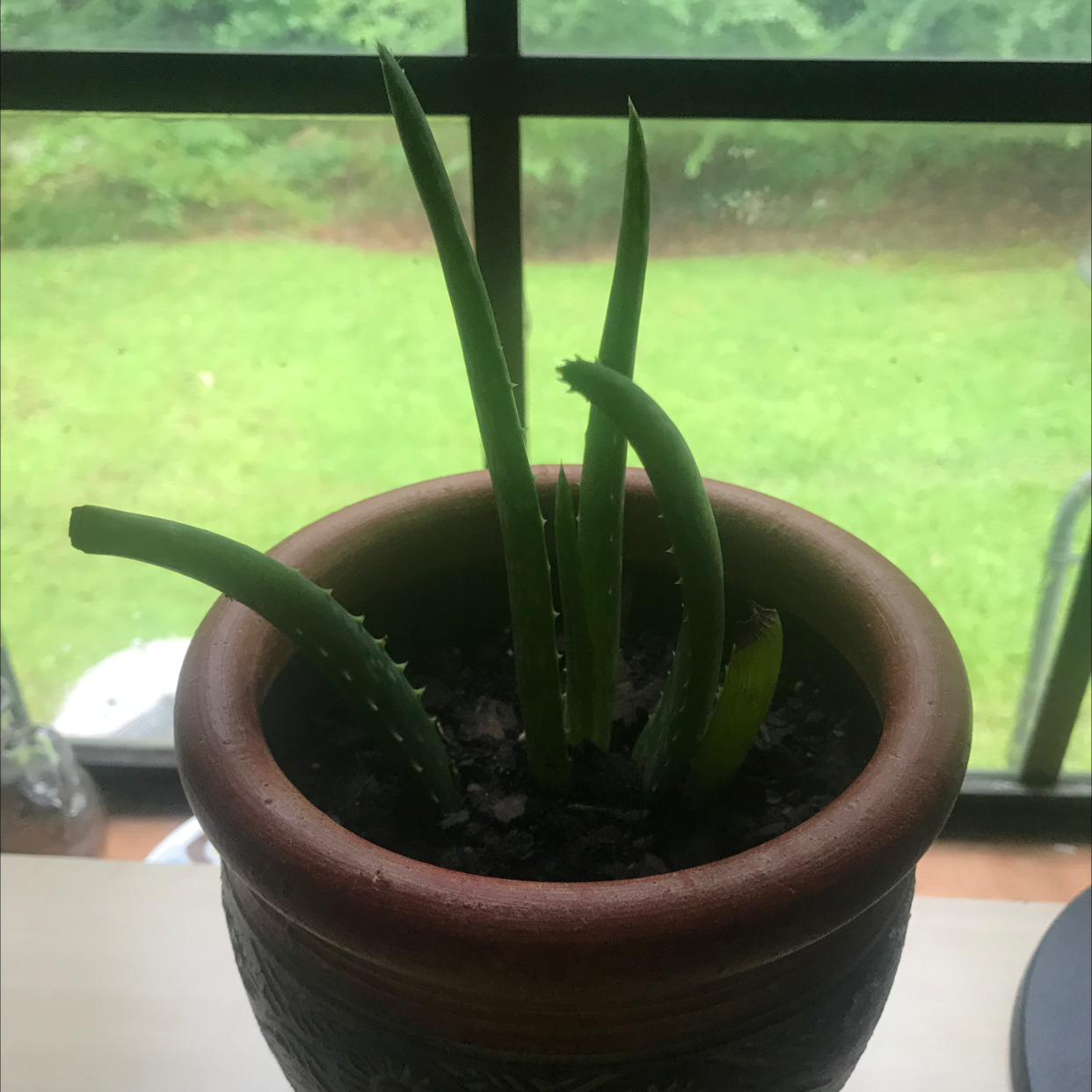 Aloe vera plant photo by @tayliz named Rosita on Greg, the plant care app.