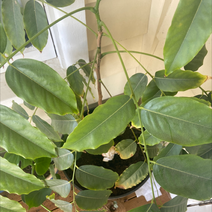 Lucky Bean Tree plant with elongated green leaves and slight yellowing at the edges in a pot with visible soil.