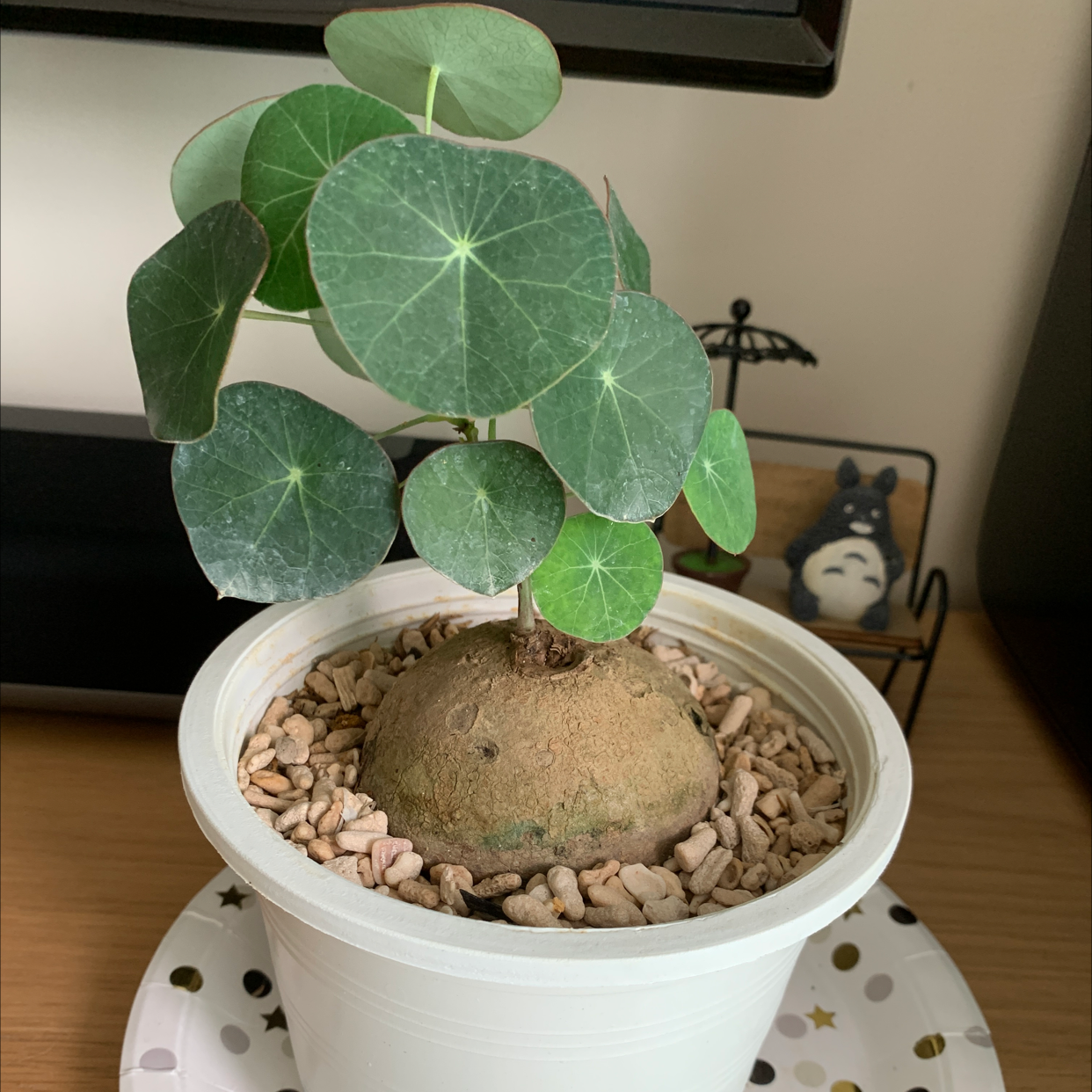 Potted Garden Nasturtium with round green leaves and a bulbous base, covered with pebbles.