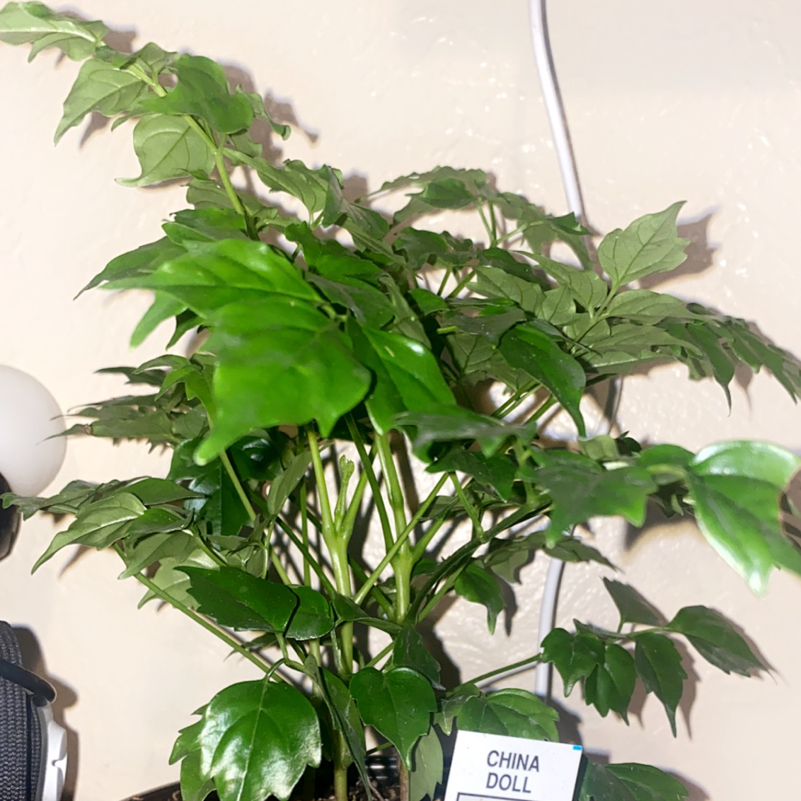 Healthy China Doll plant with lush green foliage, no signs of discoloration or damage, well-framed and in focus.