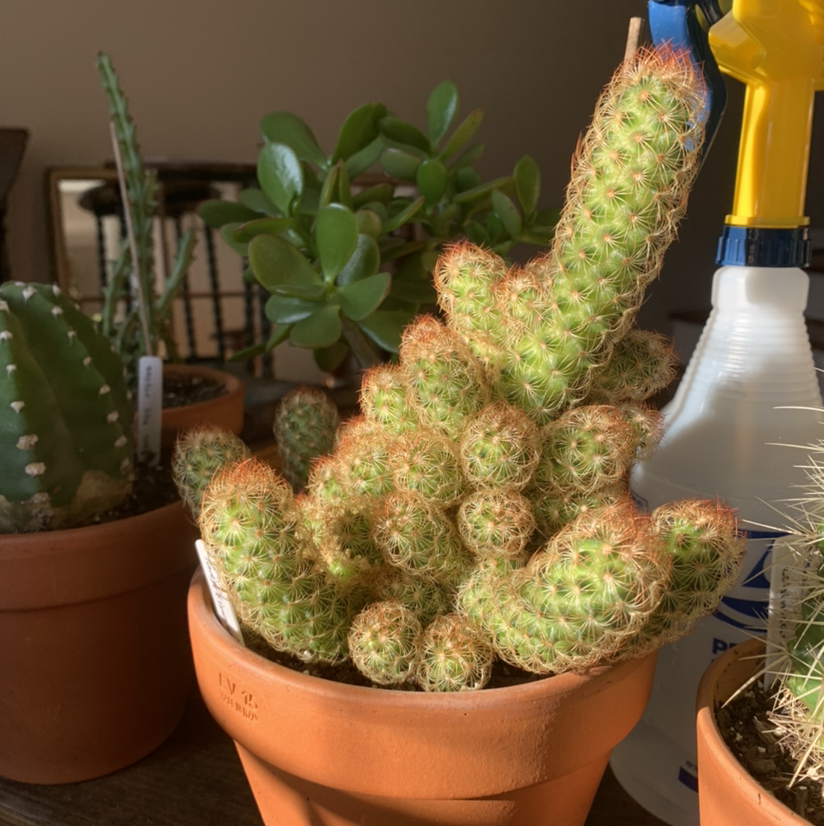 Lady Finger Cactus in a terracotta pot, surrounded by other potted plants and a spray bottle.