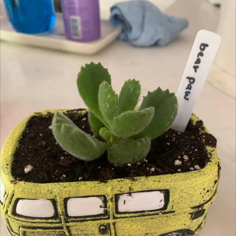 Bear's Paw plant in a yellow vehicle-shaped pot with visible soil.