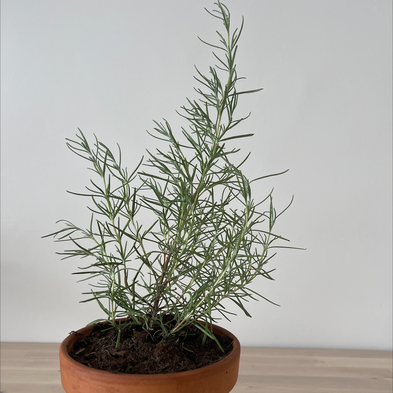 Photo of the plant species Rosemary by @Judeepi named Rosemary’s baby on Greg, the plant care app