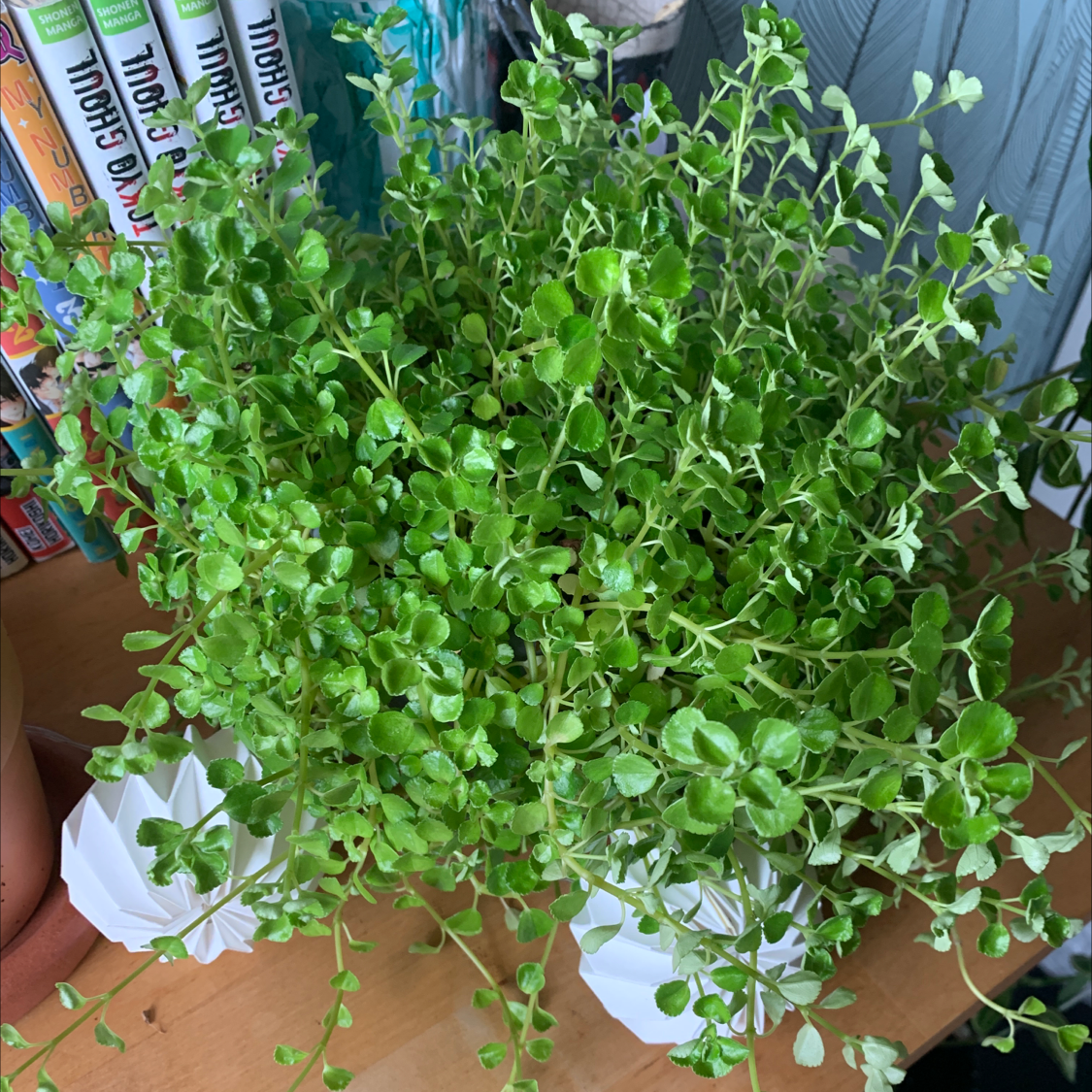 Healthy, lush Pilea Baby Tears plant with dense, bright green rounded foliage, growing in a white ceramic pot on a bookshelf.