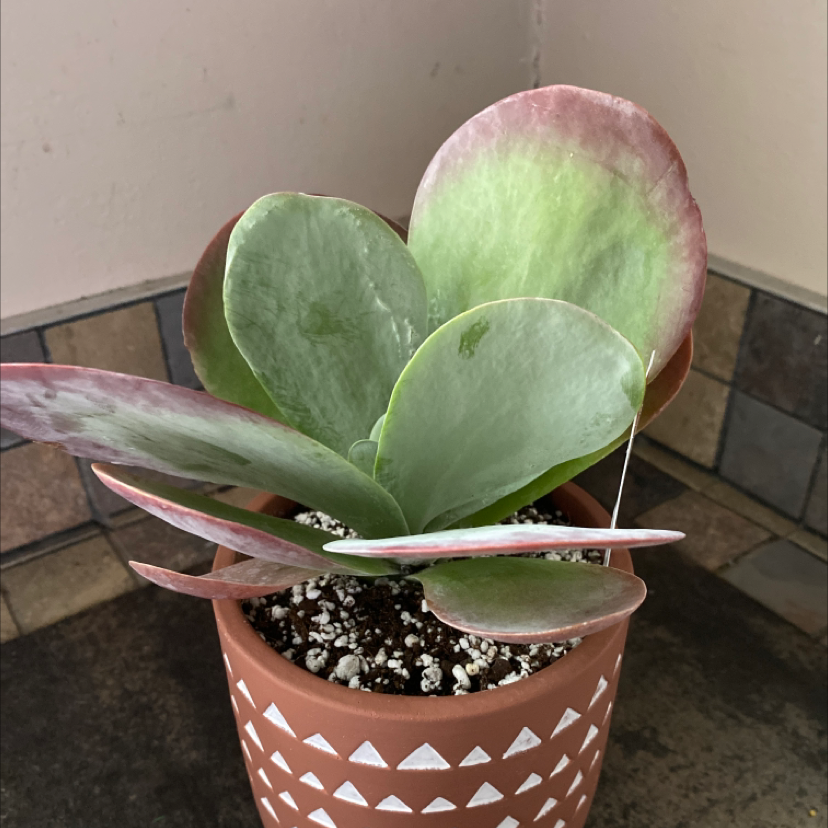 Flapjacks plant (Kalanchoe thyrsiflora) in a decorative pot with visible soil.