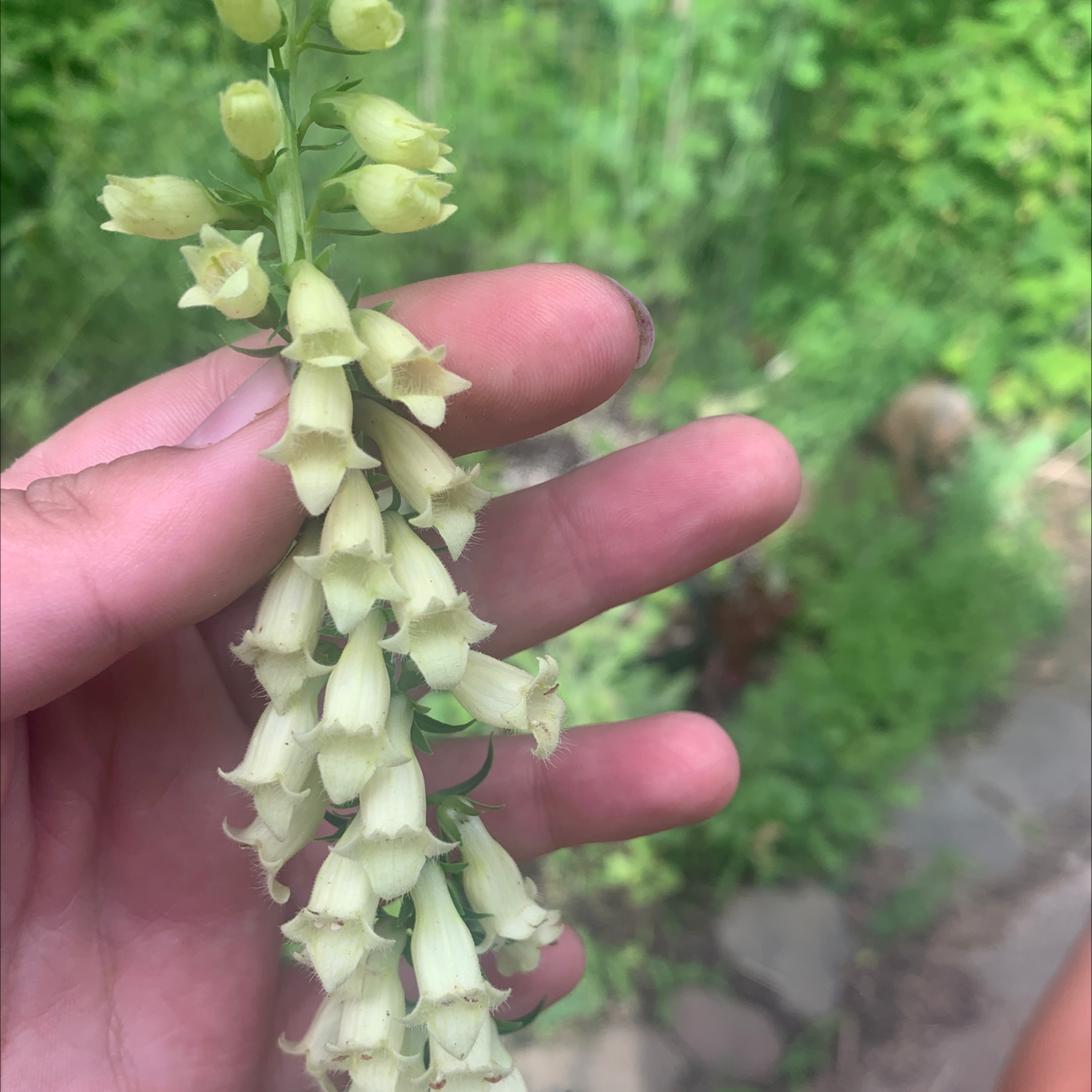 Photo of the plant species Straw Foxglove by Julie named Your plant on Greg, the plant care app
