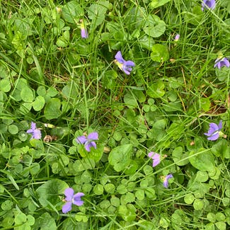 English Violet plant in Groton, New York