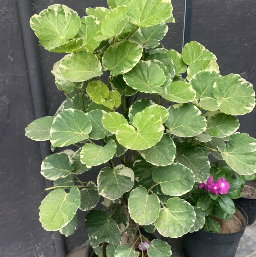 Photo of the plant species Fabian Aralia by Vivek named Your plant on Greg, the plant care app