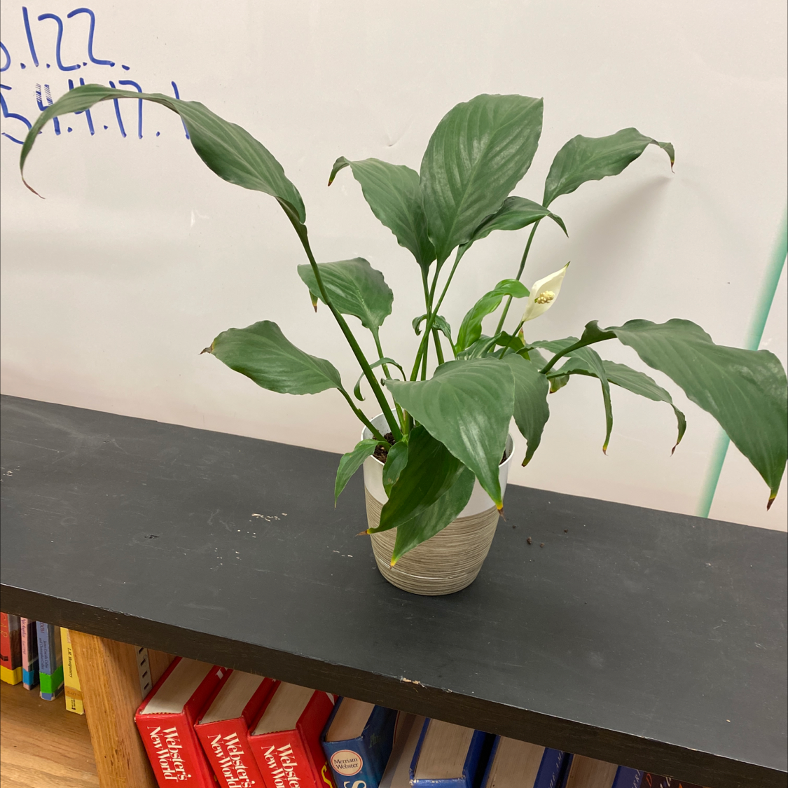 Peace Lily plant photo by @Lolaleola named Lili on Greg, the plant care app.