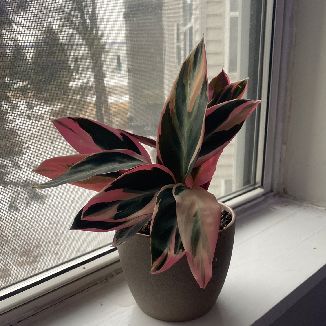 Never Never Plant with variegated leaves in a pot on a windowsill.