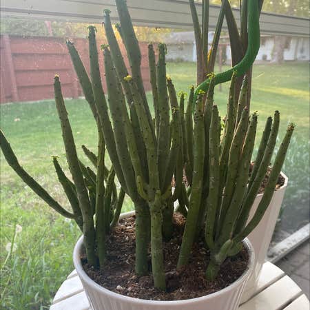 Photo of the plant species Cat Tails Euphorbia by @Lolaleola named Salad fingers on Greg, the plant care app