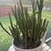 Calculate water needs of Cat Tails Euphorbia