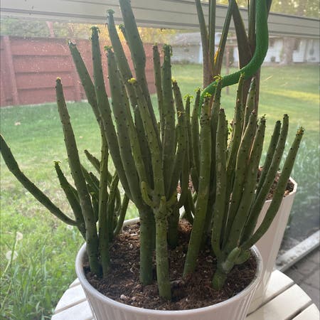 Photo of the plant species Cat Tails Euphorbia by Lolaleola named Salad fingers on Greg, the plant care app