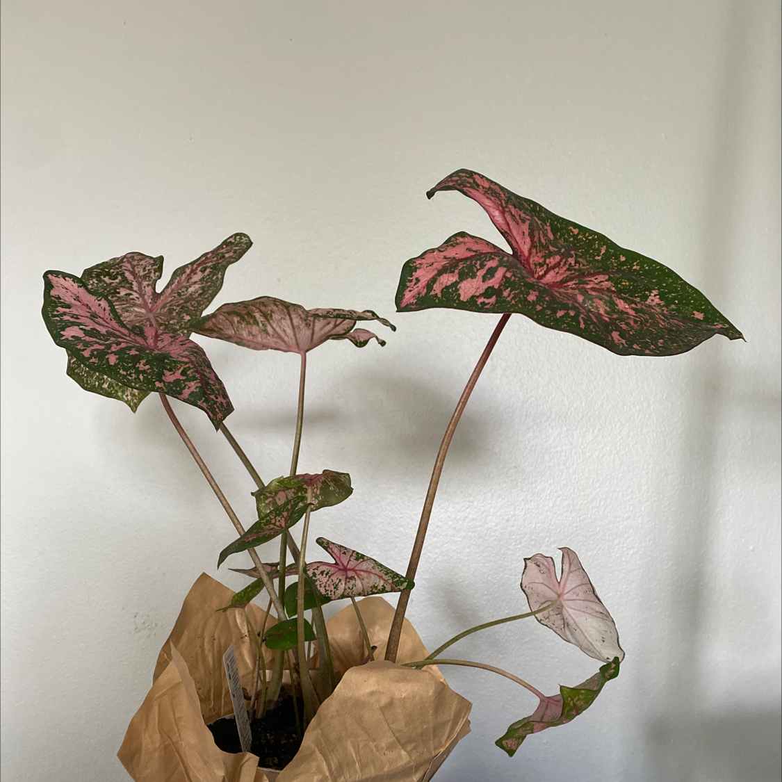 Two thriving Caladium bicolor plants in glass vases with vibrant green and pink bicolored leaves, well-framed on light background.
