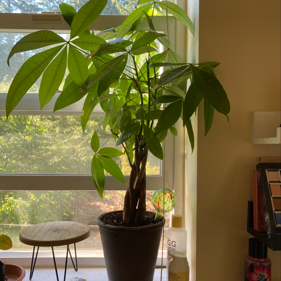 Photo of the plant species Lime Sizzler Firebush by @GrumbleBee named Hot Dosh on Greg, the plant care app