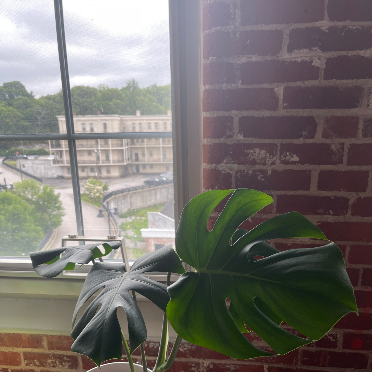 Monstera plant photo by @SheHasBigPlans named Sasha on Greg, the plant care app.