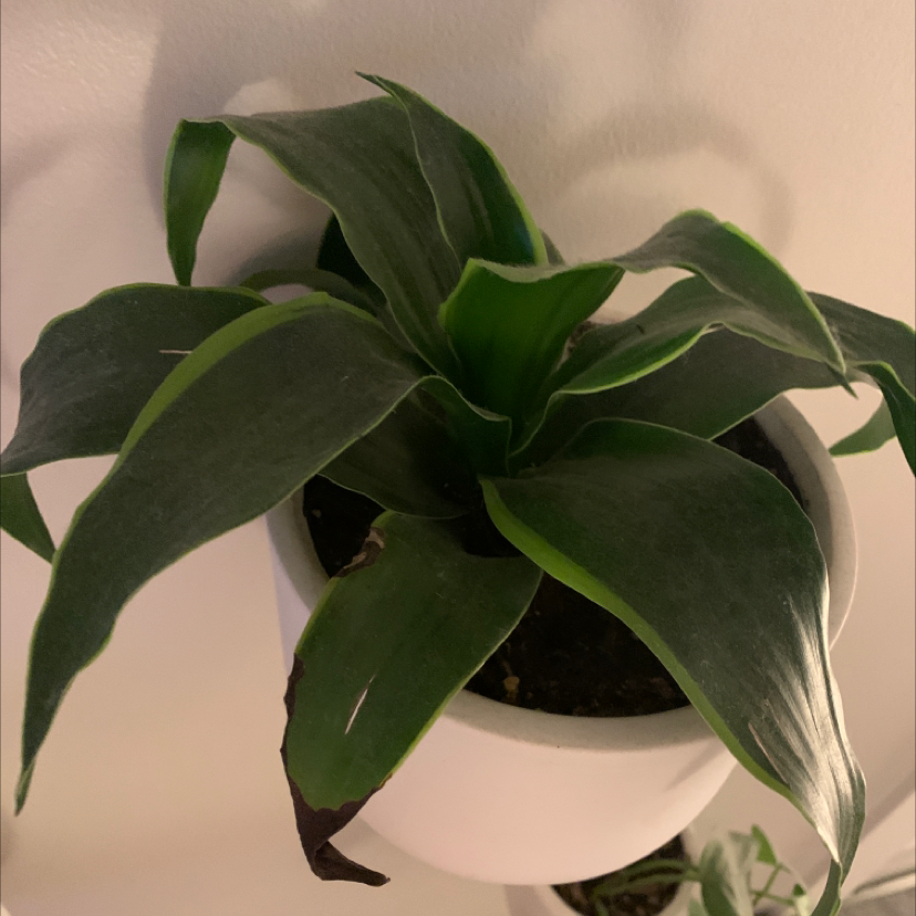 Basket Plant in a white pot with some browning at the leaf tips.