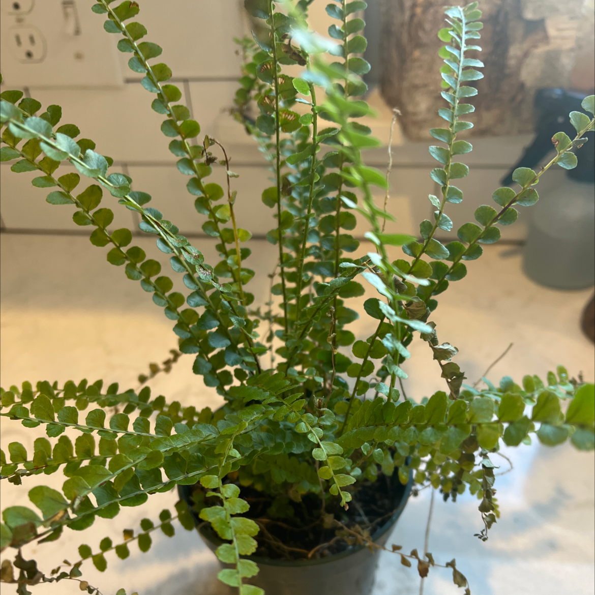 Healthy potted erect sword fern with vibrant green pinnate fronds in a white ceramic pot, soil visible at base.