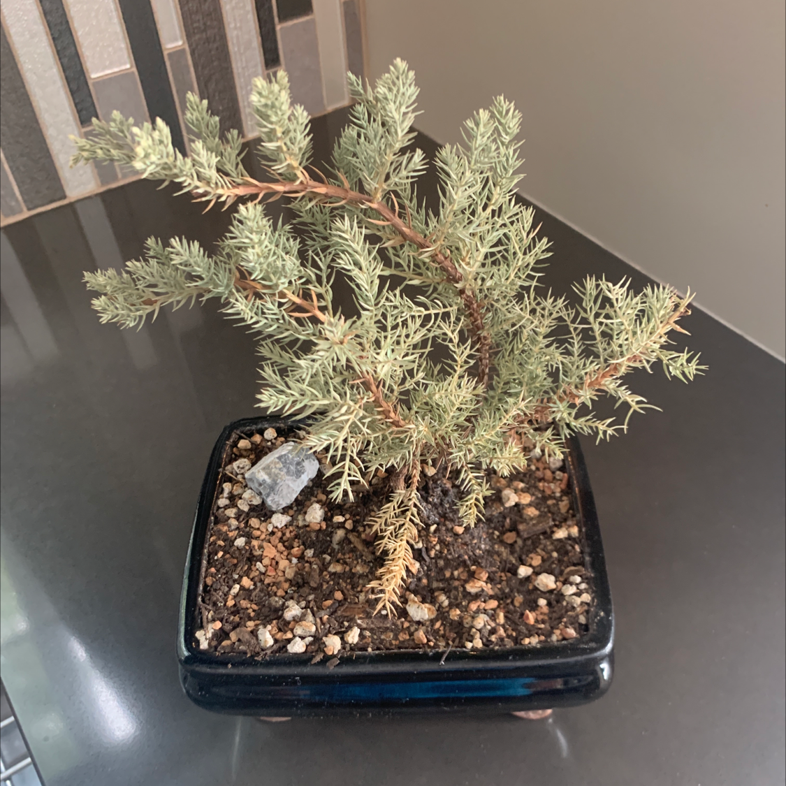 American Juniper plant in a black pot with visible soil, appears healthy.