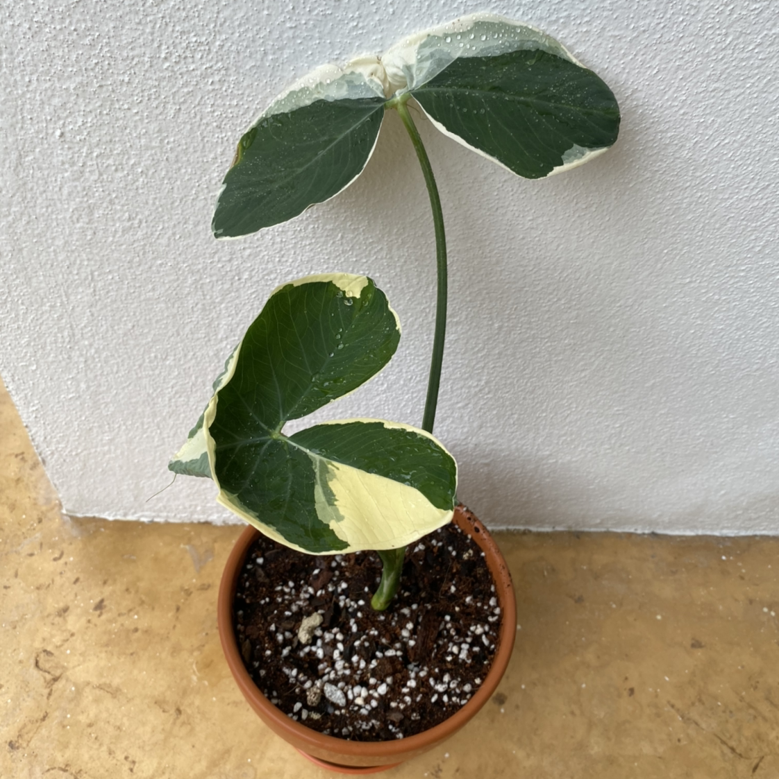 Arrowleaf Elephant Ear plant in a pot with browning leaf edges against a white wall.