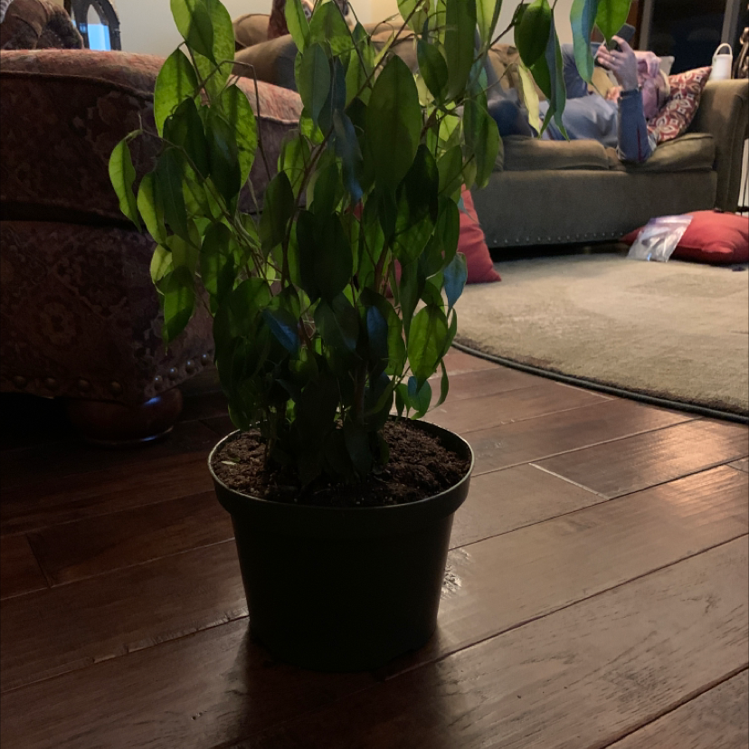 Large, healthy weeping fig houseplant with lush green foliage in a living room setting near a couch with people sitting on it.