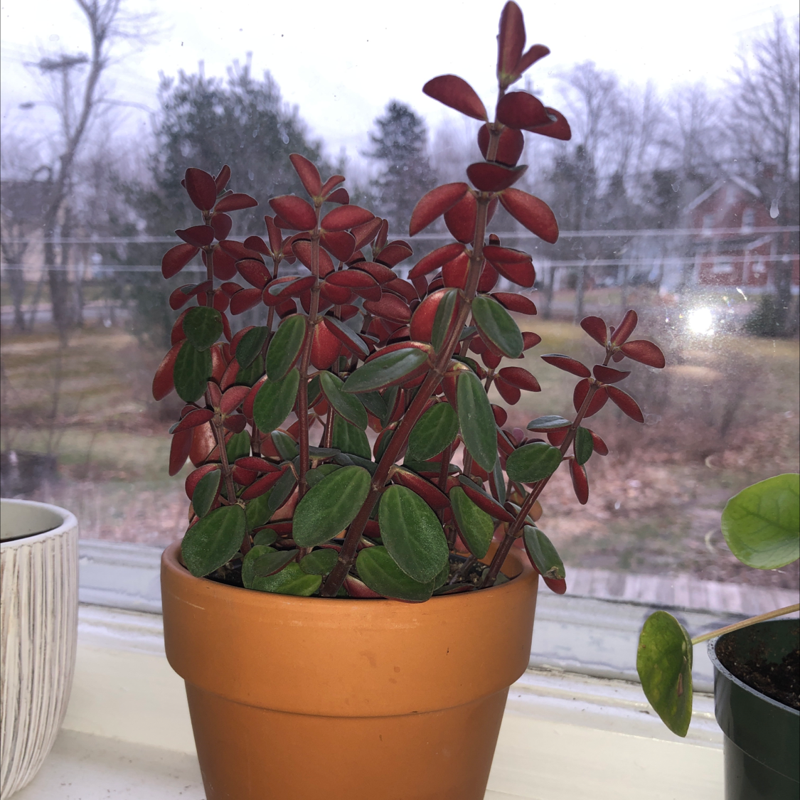 Peperomia Red Log plant in a terracotta pot on a windowsill, with vibrant red and green leaves.