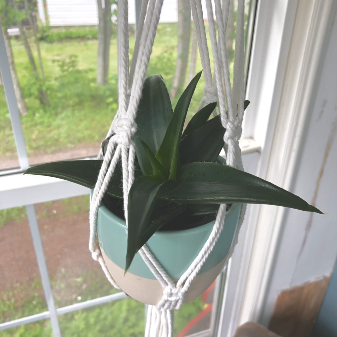 Photo of the plant species Haworthia pentagona by @Chaps88 named Hedwig on Greg, the plant care app