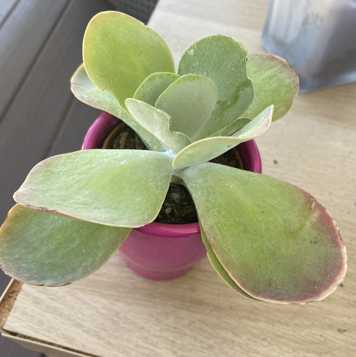 Flapjacks plant (Kalanchoe thyrsiflora) in a pink pot with slight browning at leaf edges.