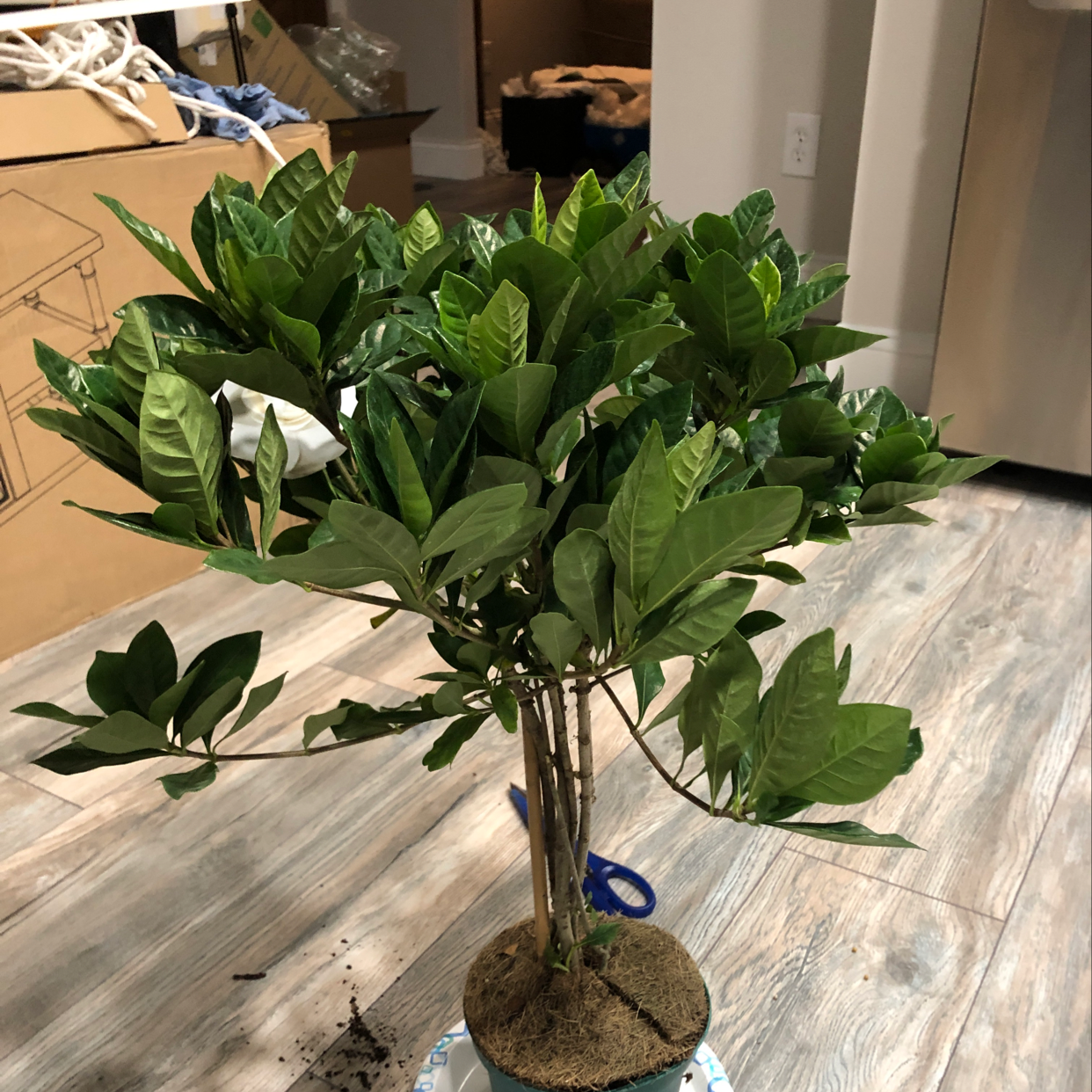 Cape Jasmine plant with healthy green leaves in a pot on a wooden floor.