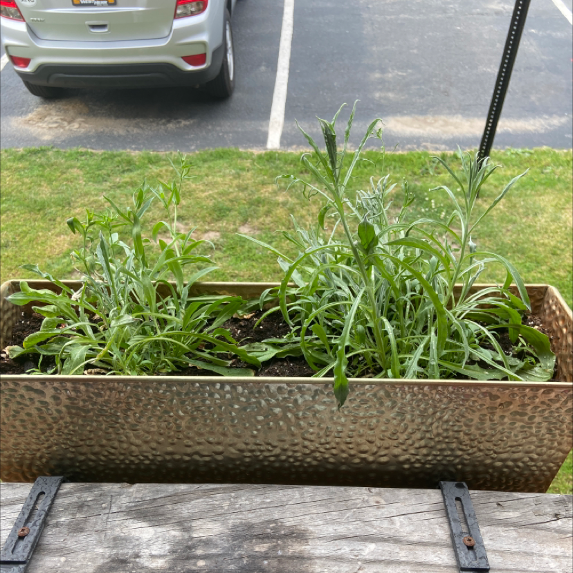 Planter box with multiple healthy Cornflower plants, soil visible.