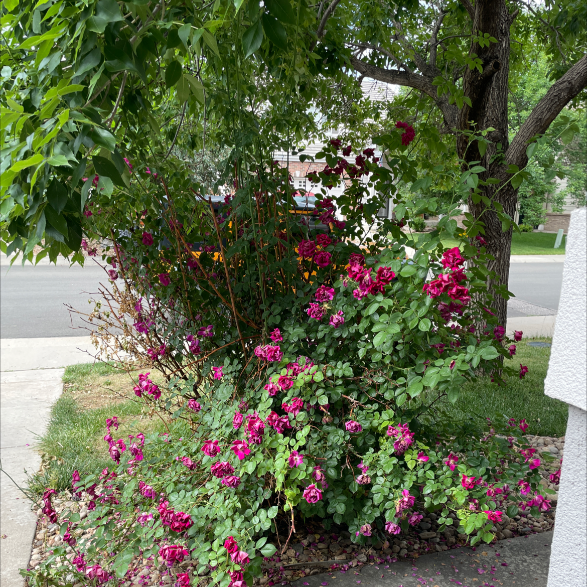 Beach Rose plant with numerous pink flowers in a garden setting.